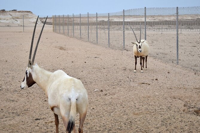 Full-Day Tour Qatar North And West - A Quick Look at Camel Racing near Ash-Shahaniyah