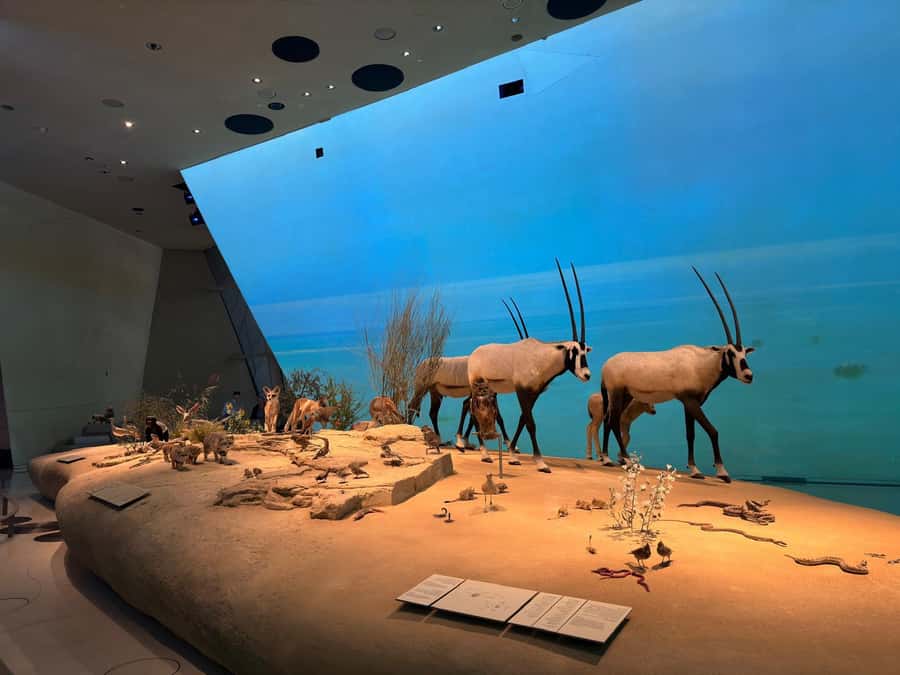 Guided: National Museum & History of Qatar - What this five-hour Doha museum tour is really like