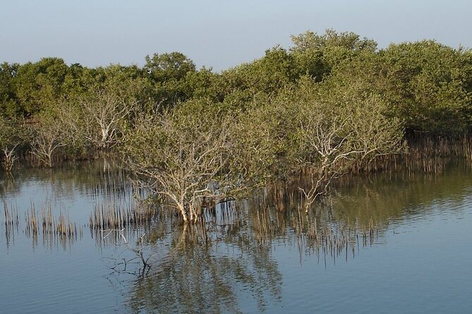 Half-Day North Qatar Tour - What to clarify before booking