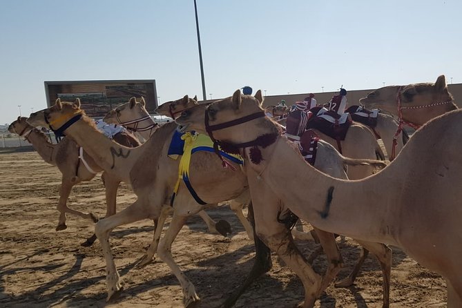 Half-Day Private Guided Camel Race Tour in Qatar - Why Al Shahaniya is worth the trip from Doha