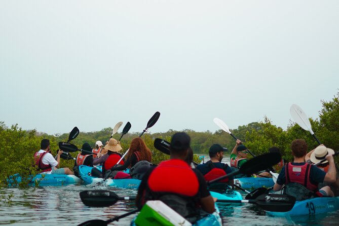 Kayak Through the Mangroves to the Purple Island - The first 30 minutes: safety and paddling basics