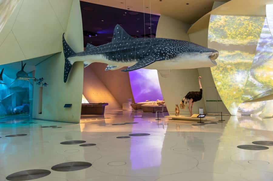 National Museum of Qatar: Admission Ticket - Key points to know before you go