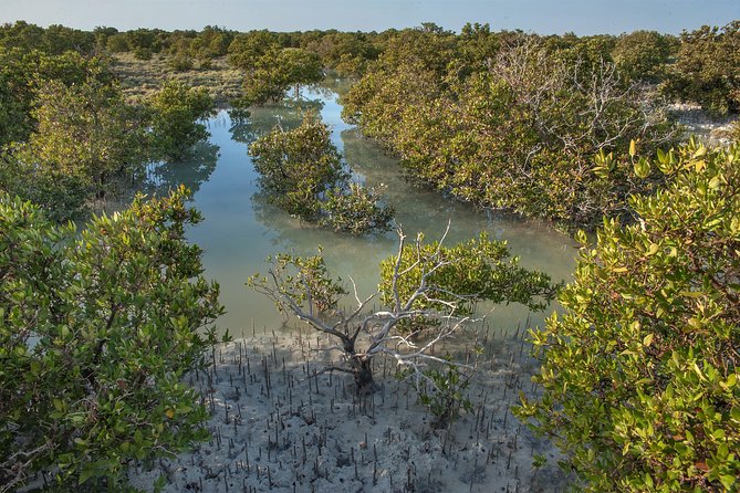 North Qatar Half-Day Tour: Al Zubarah, Purple Island & Mangroves - The guide can make or break the day