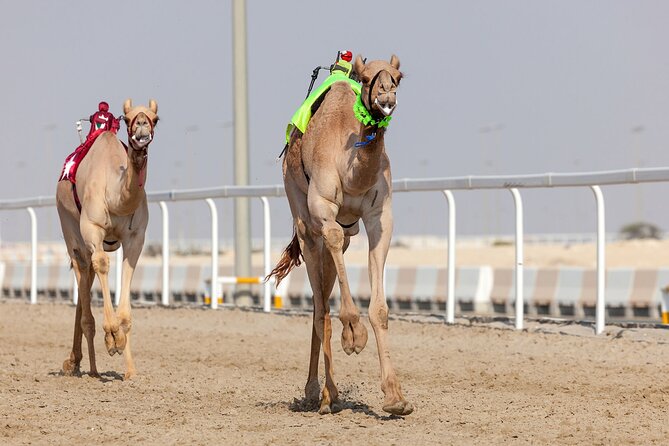 Private Combo Tour to Sheikh Faisal Museum and Camel Racing Track - Why this Doha pairing works