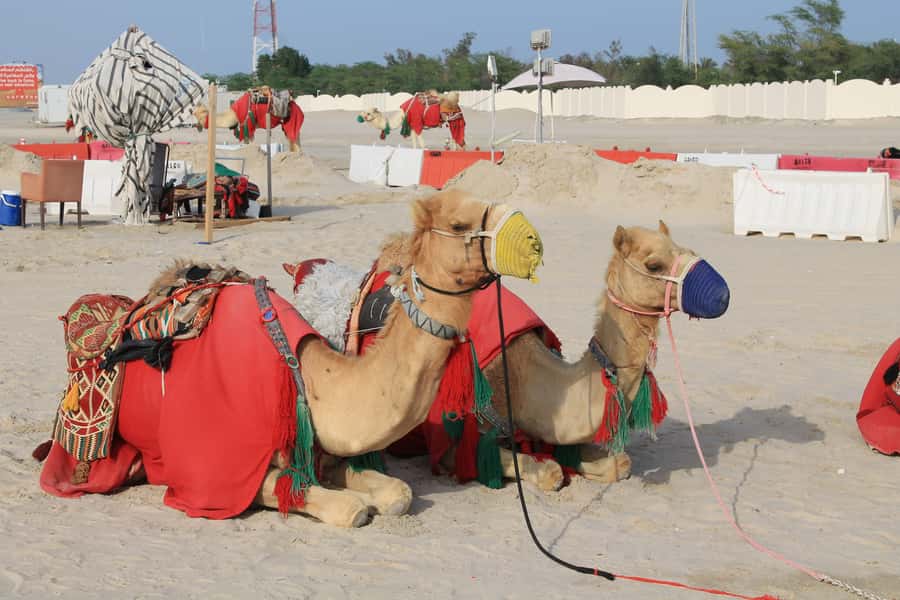 Private Desert Safari with BBQ Lunch/Dinner at Souk Al Wakra - Sunset from the dunes