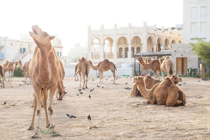 Private Doha Guided City Tour To All Main Attractions - The Corniche gives you Doha’s postcard view