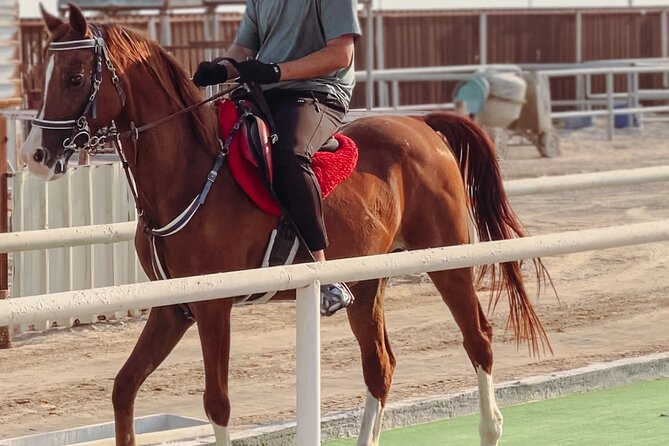Private Horse and Camel Riding Experience in Doha - Riding an Arabian horse for 40 minutes