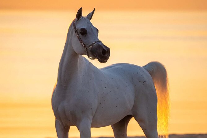 Private Horse and Camel Riding Experience in Doha - Sunrise or sunset changes the feel of the trip