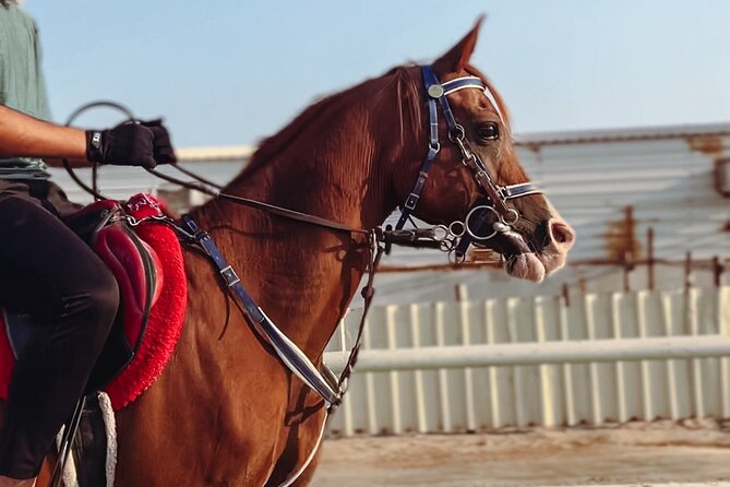 Private Horseback Riding Experience in Doha - Riding Arabian horses beyond the arena