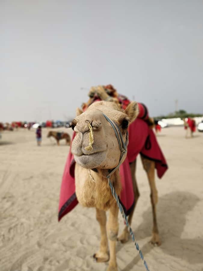 Qatar: Desert Safari, Camel Ride, Inland sea, Sandboarding - What the $19 price really offers