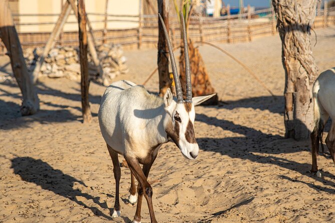 Qatar Half Day Desert Safari(Camel Rides & Sandboarding) - Khor Al Udaid and the Inland Sea