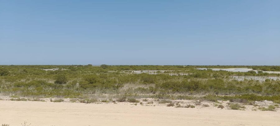 Qatar: North Tour, Al Zubara Fort and Purple Island - What the guide adds to the day