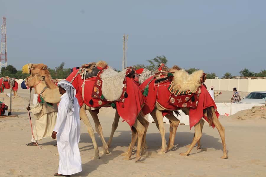 Qatar South Coast Delights Tour - Key points to know before booking