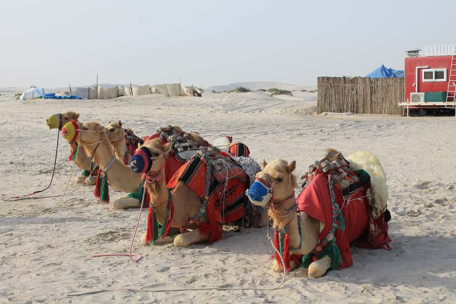 Qatar South Coast Delights Tour - Who will enjoy this South Coast outing
