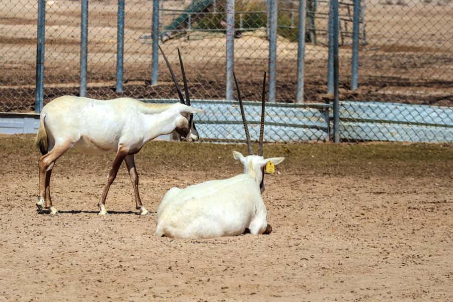 Qatar West Coast: Mushroom Rock & Camel Racing Experience - Why a private 4x4 makes this half-day practical