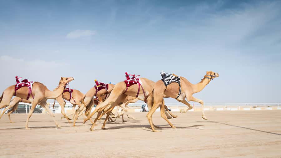 Qatar West Coast: Mushroom Rock & Camel Racing Experience - Al Shahaniya Camel Race Track and robot jockeys