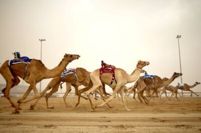 Qatar West Coast tour to Richard Serra Sculpture and Mushroom Rock Formation