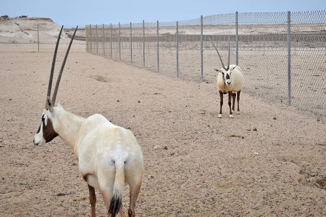 Qatar West Coast tour, Zekreet, Richard Serra Sculpture, Mushroom Rock Formation - Film City and the quiet oddness of a desert set