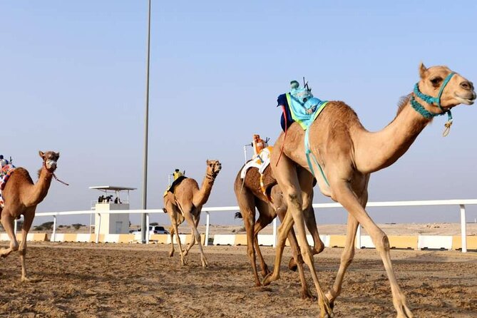 West Of Qatar, Mushroom Rocks, Camel Racing Track, Richard Serra - Why western Qatar makes a good half-day outing