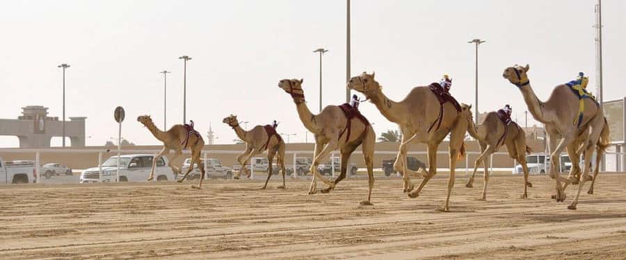 West of Qatar Richard Serra, Mushroom Hills, CamelRace track - Why this western Qatar trip is worth your time