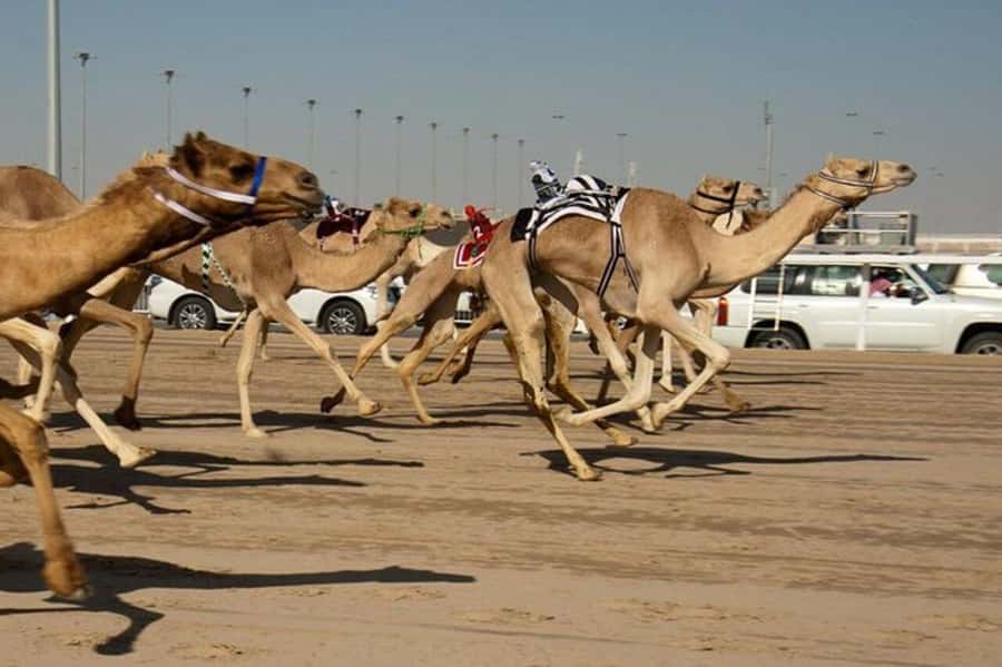 West of Qatar Richard Serra, Mushroom Hills, CamelRace track - Transport, guiding, and what is included