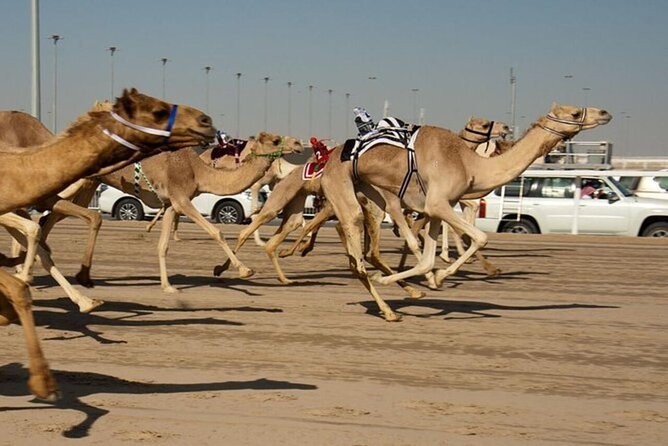 West Of Qatar Richard Serra sculpture, Mushroom Hills,Camel track - Should you book it?