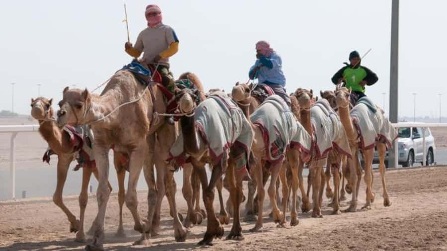 West Qatar-Doha Richard sierra,camel race,mushroom rock - Al-Shahaniya Camel Racetrack in 40 minutes